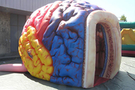 Brain Model Organs Exhibition Giant mega gonfiabile grande Brain Tent umano