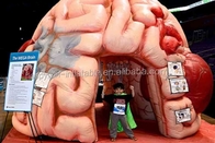 Mostre gonfiabili di conferenze di Brain Model Tent Inflatable Medical - cervello mega