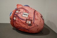 Esposizione medica gigante gonfiabile di attività di Brain Heart Lungs For Teaching degli organi umani