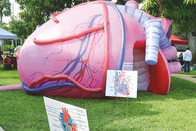 Esposizione medica gigante gonfiabile di attività di Brain Heart Lungs For Teaching degli organi umani